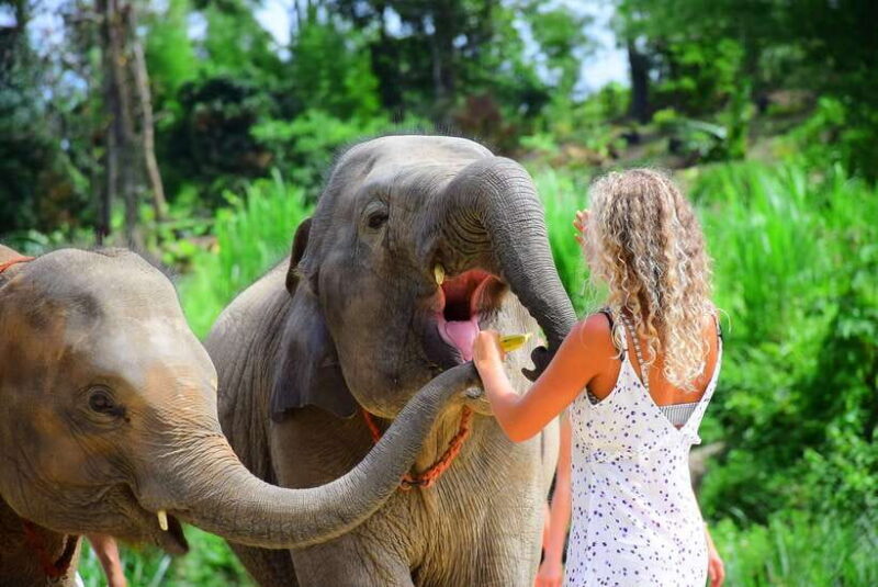 Chiang Mai: Elephant Feeding Experience - A Detailed Look at the Elephant Feeding Experience in Chiang Mai