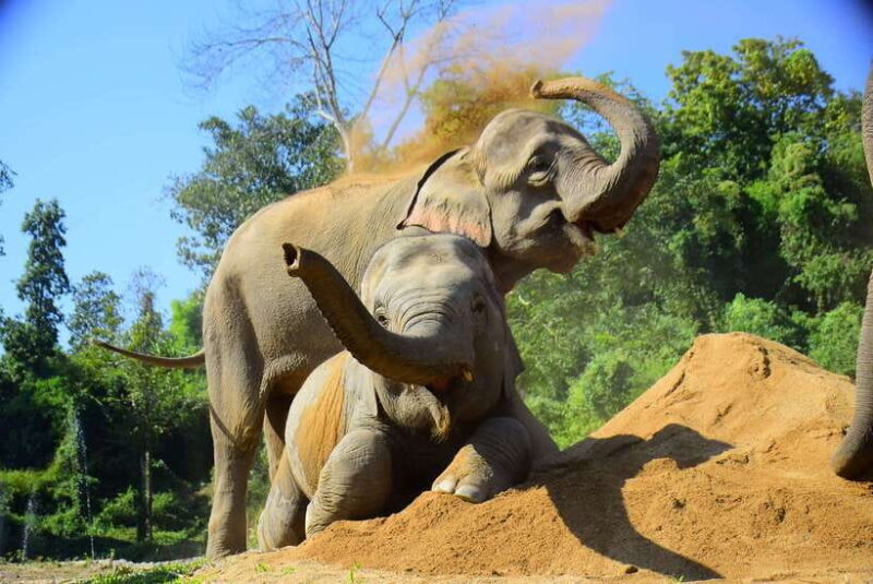 Chiang Mai: Elephant Feeding Experience - Final Thoughts