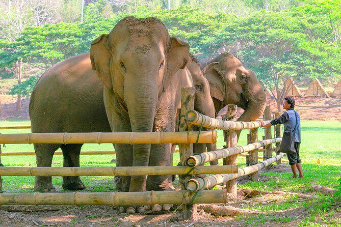 Chiang Mai Elephant Sanctuary and Sticky Waterfall Day Tour - A Detailed Look at the Experience