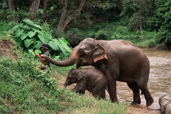 Chiang Mai Elephant Sanctuary, Bamboo Rafting and Waterfall Tour - Chiang Mai Elephant Sanctuary, Bamboo Rafting and Waterfall Tour: A Balanced Look at Authentic Adventure