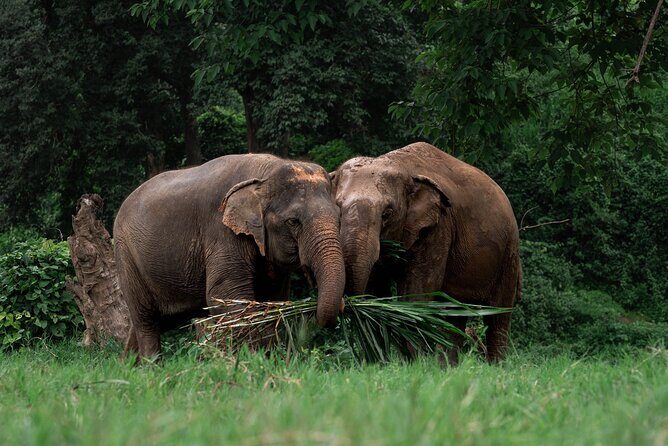 Chiang Mai Elephant Sanctuary, Bamboo Rafting and Waterfall Tour - Key Points