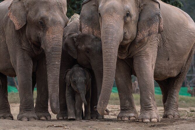 Chiang Mai Elephant Sanctuary, Bamboo Rafting and Waterfall Tour - Frequently Asked Questions