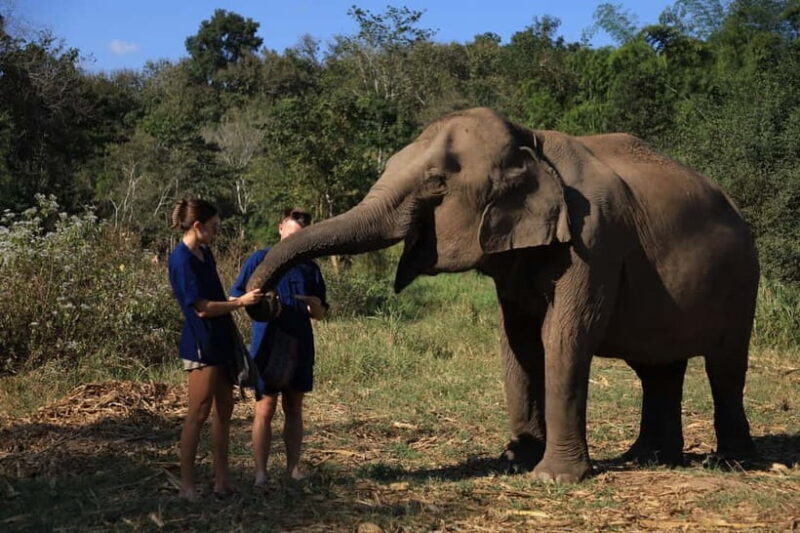 Chiang Mai: Elephant Sanctuary & Bamboo Rafting - Key Points