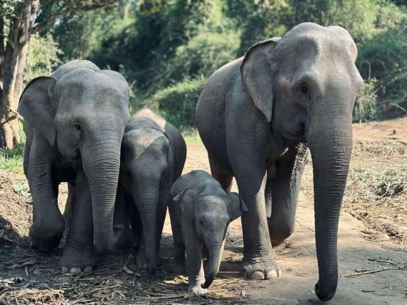 Chiang Mai: Elephant Sanctuary Feeding Program Half-Day Tour - Key Points