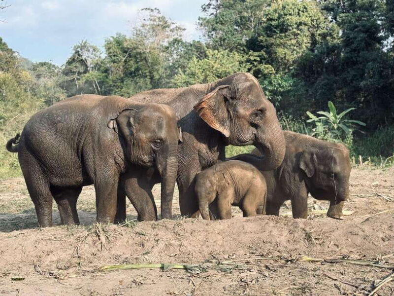 Chiang Mai: Elephant Sanctuary Feeding Program Half-Day Tour - FAQ