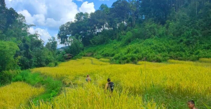 Chiang Mai: Elephant Sanctuary & Jungle Trek w/ Waterfall - What Makes This Tour Stand Out?