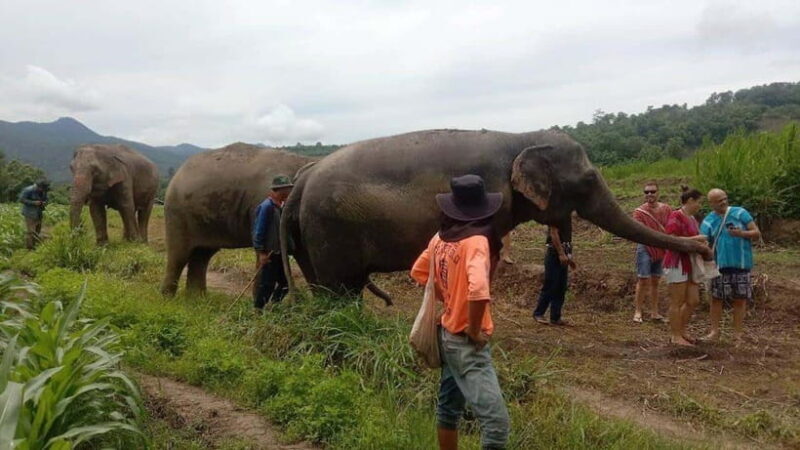Chiang Mai: Elephant Sanctuary Local Hill Tribe Caretakers - Chiang Mai: Elephant Sanctuary Local Hill Tribe Caretakers — A Practical Look