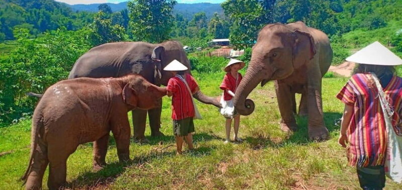Chiang Mai: Elephant Sanctuary Local Hill Tribe Caretakers - What Reviewers Say
