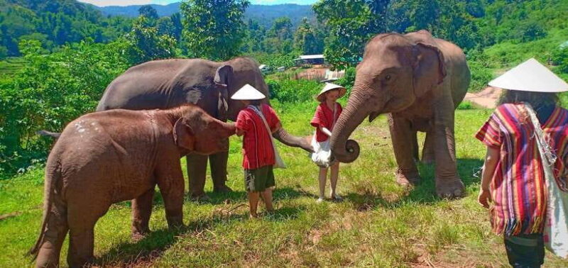 Chiang Mai: Elephant Sanctuary Local Hill Tribe Caretakers - Final Thoughts: Who Should Consider This Tour?