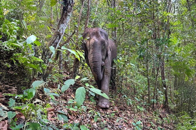 Chiang Mai: Elephant Sanctuary Observation, Doi Inthanon & Hiking - An In-Depth Look at the Chiang Mai Tour Experience