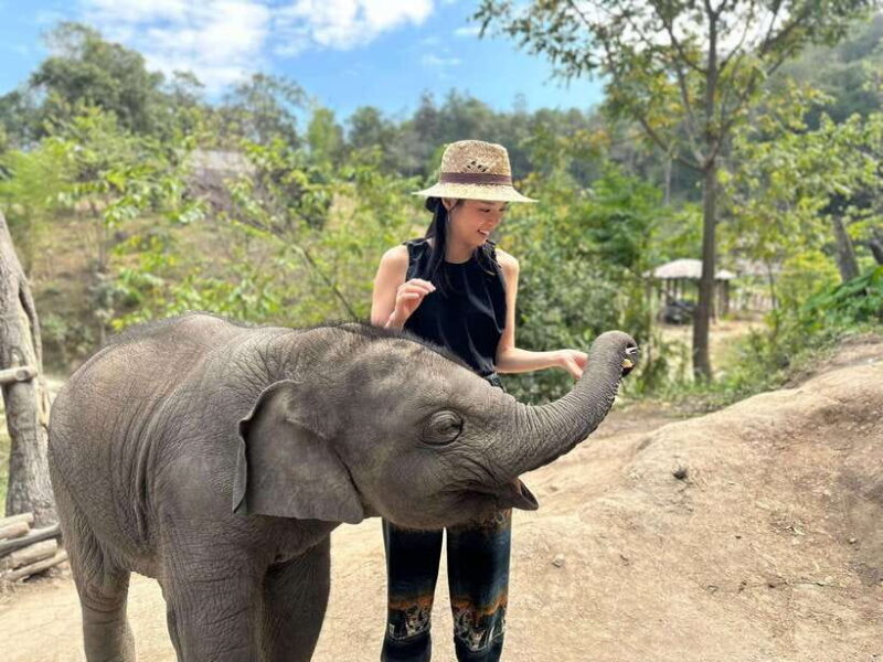 Chiang Mai: Elephant Sanctuary & Waterfall Group Tour - Final Thoughts