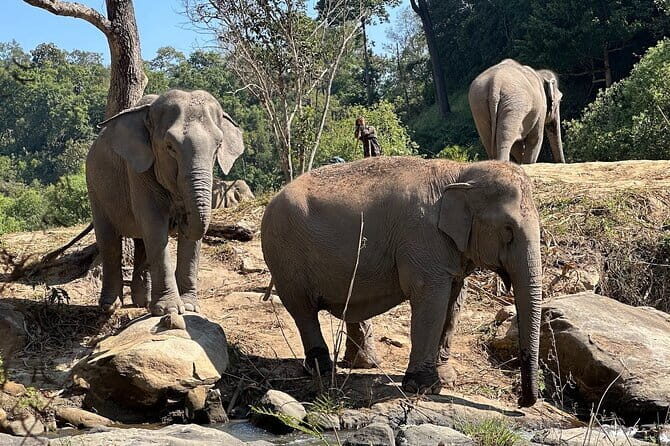 Chiang Mai Elephant Watch and Wang River Rafting - A Detailed Look at the Experience
