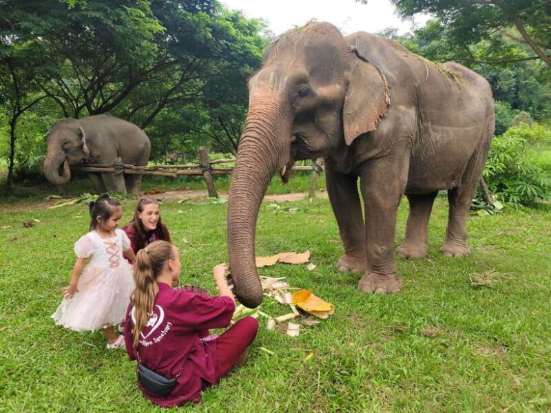 Chiang Mai: Elephants, Sticky Waterfalls, Market and Temple - What Makes This Tour a Great Choice?