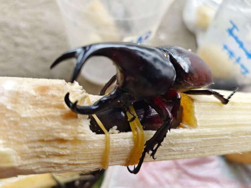 Chiang Mai: Elephants, Sticky Waterfalls, Market and Temple - Final Thoughts