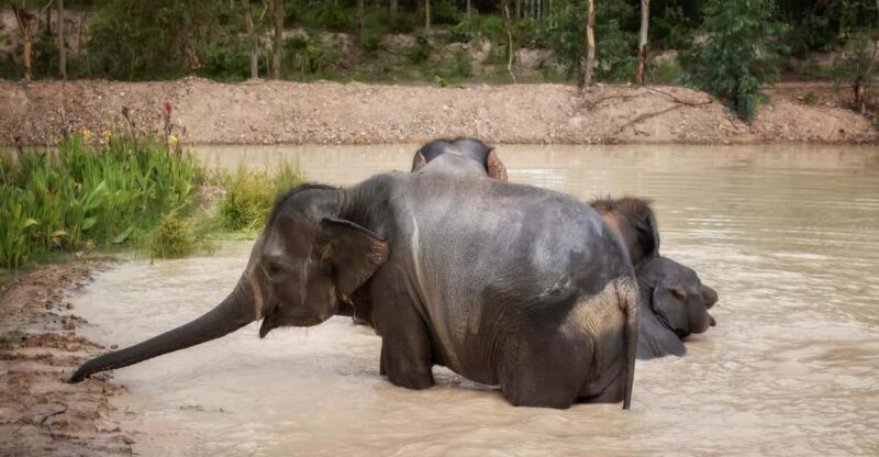 Chiang Mai: Ethical Elephant Encounter Feeding Program - The Sum Up: A Responsible and Heartfelt Encounter