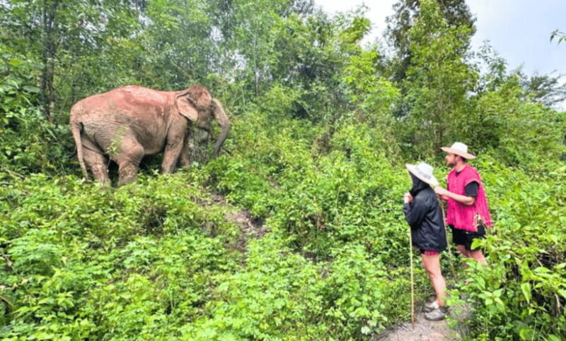 Chiang Mai: Ethical Half Day Elephant Sanctuary & Waterfall - Who Is This Tour Best For?
