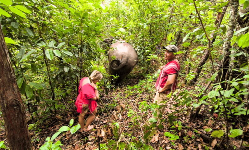 Chiang Mai: Ethical Half Day Elephant Sanctuary & Waterfall - Elephant Observation and Interaction