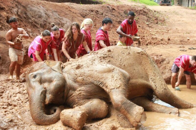 Chiang Mai: Full-Day Kerchor Elephant Eco Park Tour & Trek - Detailed Breakdown of the Tour