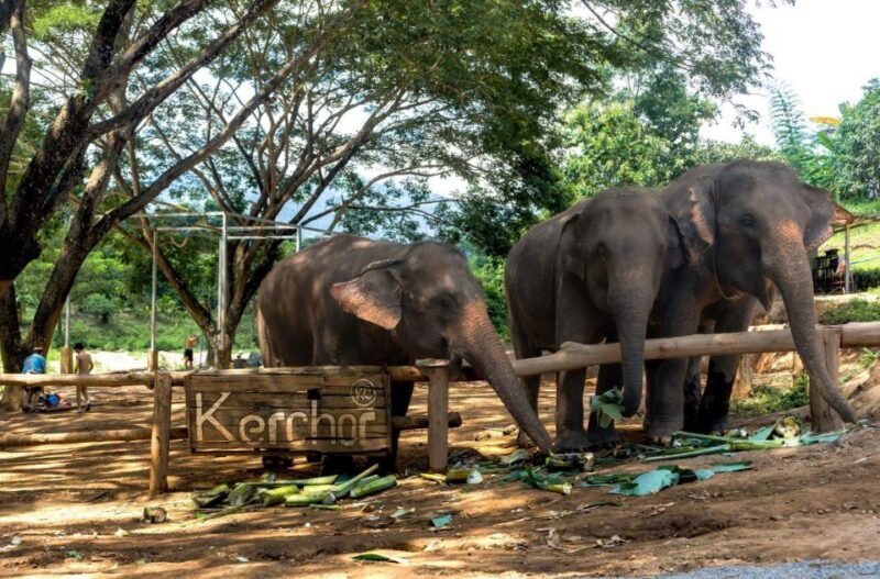 Chiang Mai: Full-Day Kerchor Elephant Eco Park Tour & Trek - Final Thoughts