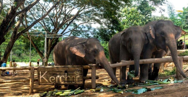 Chiang Mai: Full-Day Kerchor Elephant Eco Park Tour & Trek - FAQs