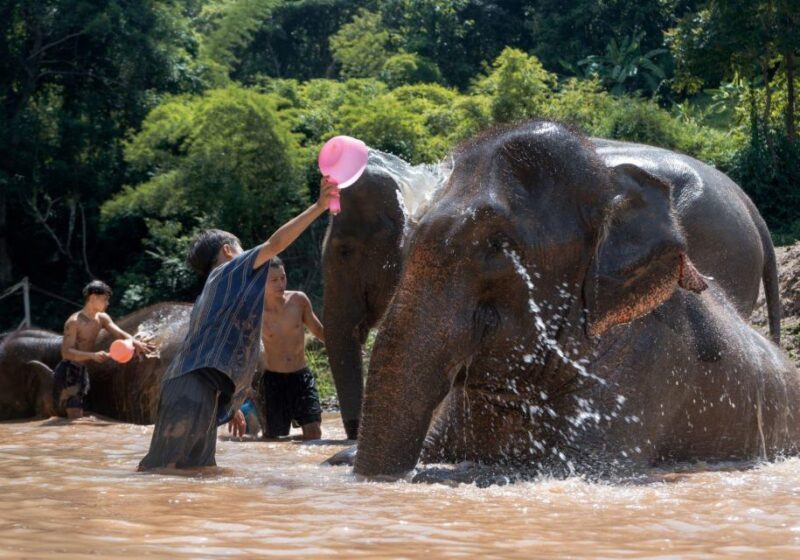 Chiang Mai: Full-Day Kerchor Elephant Eco Park Tour & Trek - Final Summary