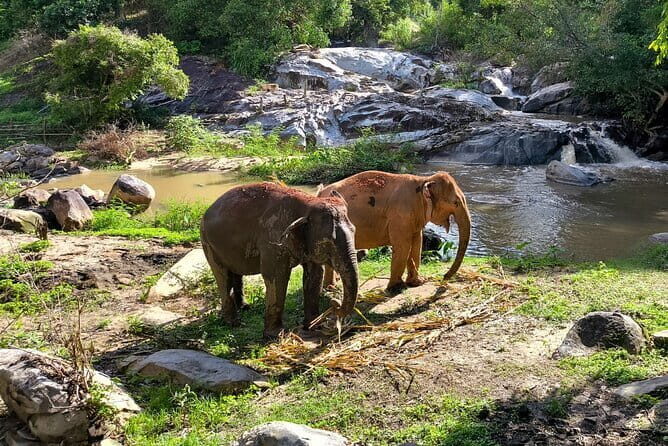 Chiang Mai Half Day Elephant Sanctuary Observation and Waterfall - Experience the Best of Chiang Mai in Half a Day