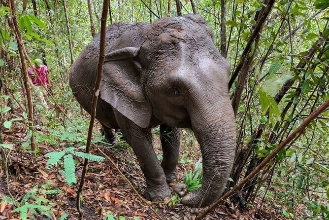 Chiang Mai Half Day Elephant Sanctuary Observation and Waterfall - An Honest Look at the Chiang Mai Half Day Elephant Sanctuary & Waterfall Tour