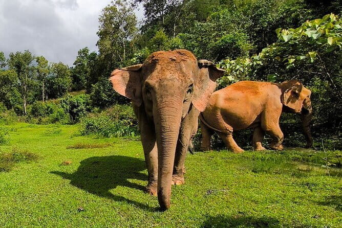 Chiang Mai Half Day Elephant Sanctuary Observation and Waterfall - FAQs About the Chiang Mai Half Day Elephant & Waterfall Tour
