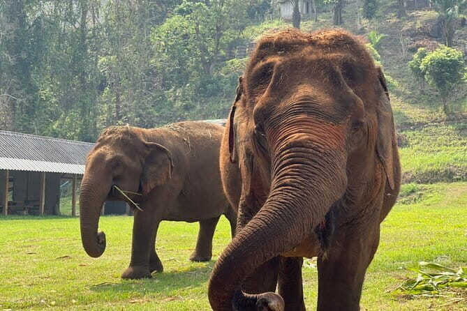 Chiang Mai Half Day Elephant Sanctuary Observation and Waterfall - The Sum Up