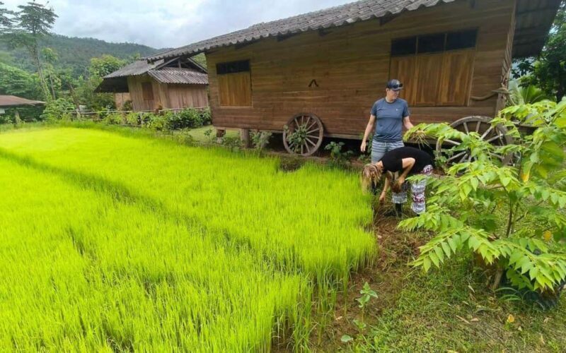 Chiang Mai: Half-Day Rice Farming Experience - Exploring Chiang Mai’s Rural Heartland
