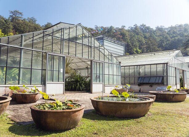 Chiang Mai Mon Jam Highlands and Pongyang Full-Day Private Tour - Exploring Chiang Mai’s Highlands: Mon Jam, Pongyang, and More