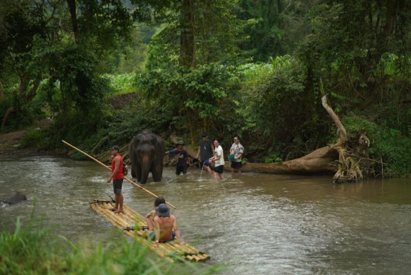Chiang Mai: National Elephant Care, Rafting, & Ziplines Trip - The Final Verdict
