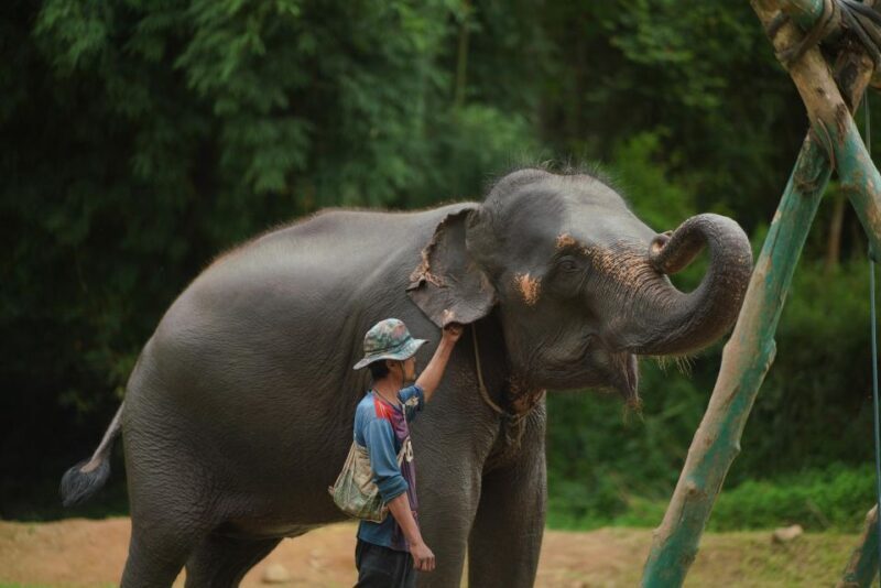 Chiang Mai: National Elephant Care, Rafting, & Ziplines Trip - FAQ