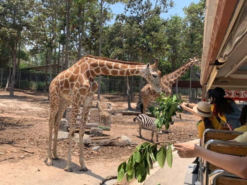 Chiang Mai Night Safari: Entry Ticket with Tram Ride - Key Points