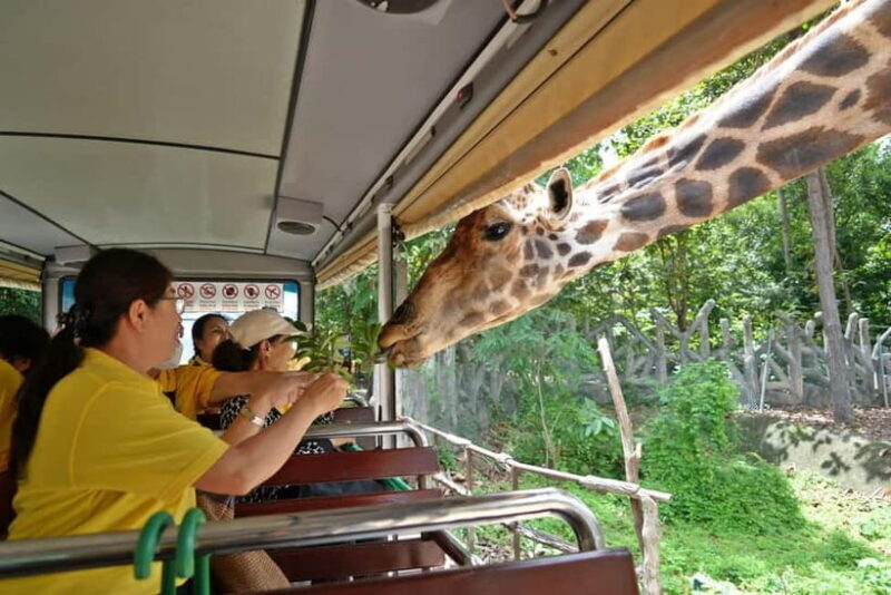 Chiang Mai Night Safari Full Access Ticket & Optional Pickup - Practical Tips for Visitors