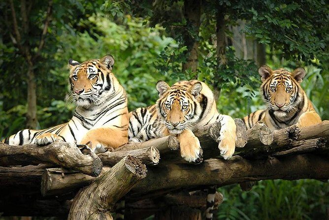 Chiang Mai Night Safari Tour including Transfer (Minimum 2 pax) - Who Should Consider This Tour?