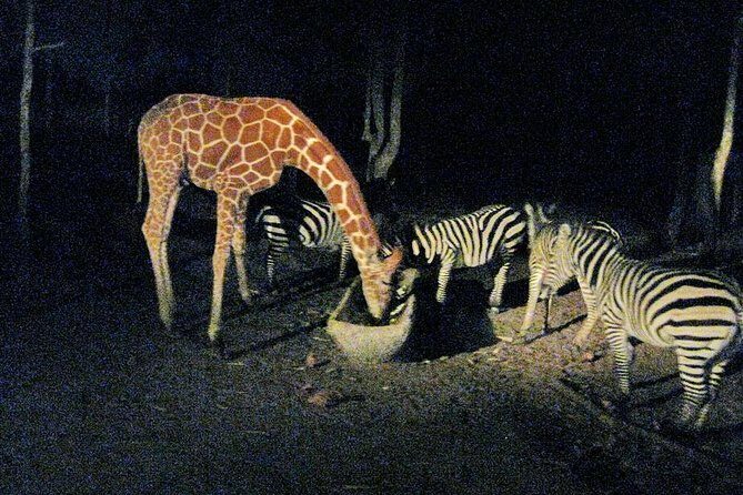 Chiang Mai Night Safari Tour including Transfer (Minimum 2 pax) - Final Thoughts on the Chiang Mai Night Safari