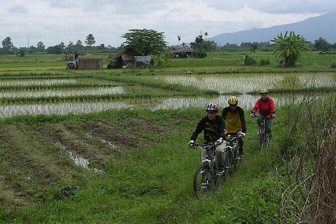 Chiang Mai Rice Fields Biking Tour - Key Points
