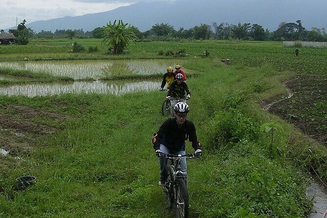 Chiang Mai Rice Fields Biking Tour - Who Should Consider This Tour?