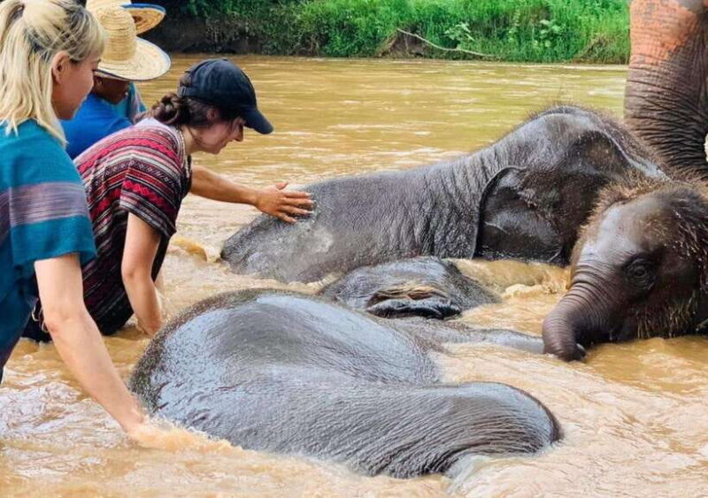 Chiang Mai | TeeTee Elephant Home Elephant Care Half-Day - Key Points