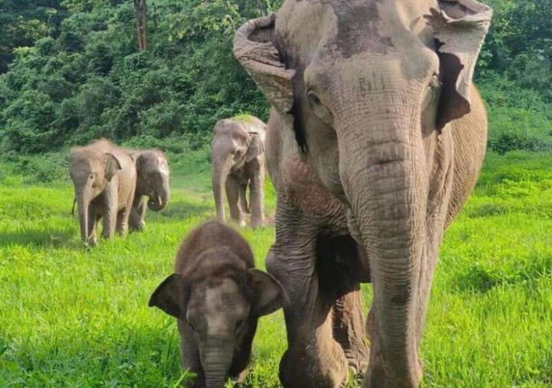 Chiang Mai | TeeTee Elephant Home Elephant Care Half-Day - FAQs