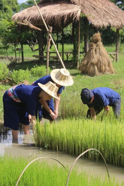 Chiang Mai: Thai Buffalo and Rice Planting Experience - A Practical Look at the Chiang Mai Buffalo and Rice Planting Tour