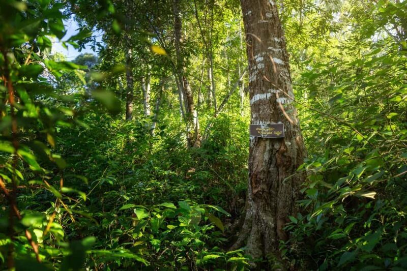 Chiang Mai : Thep Sadet & Coffee Plantation Full Day Hiking - Final Thoughts