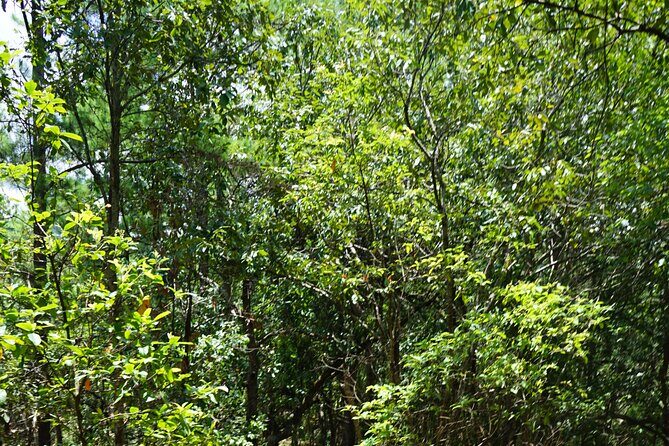 Chiang Mai Trekking Tour :Full day (no rafting) - The Sum Up: Is it Worth It?