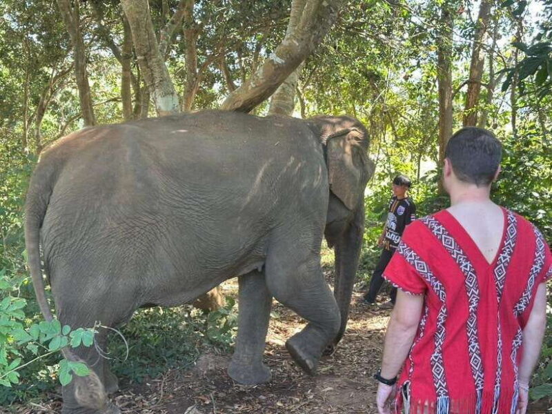 Chiang Mai Untouched Elephant: Nature Walk & Waterfall Trek - Key Points