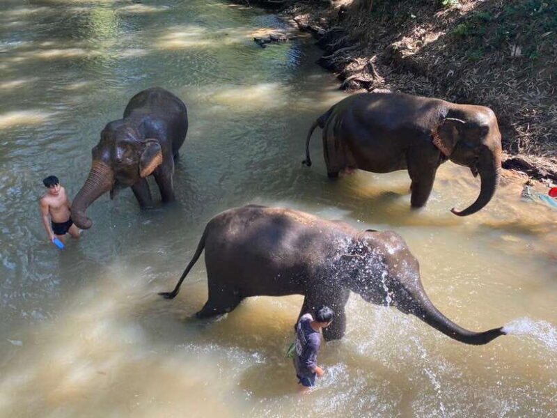 Chiang Mai Untouched Elephant: Nature Walk & Waterfall Trek - Transportation and Practicalities