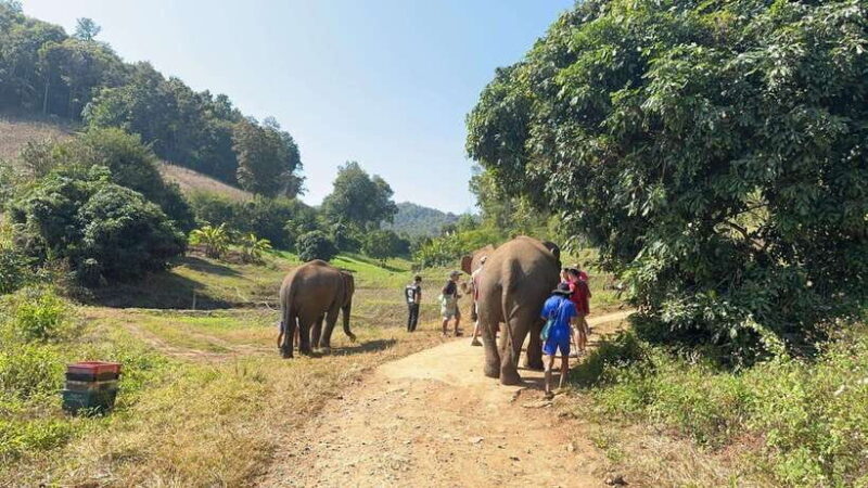 Chiang Mai Untouched Elephant: Nature Walk & Waterfall Trek - Authenticity and Ethical Focus