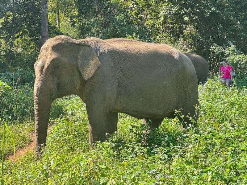 Chiang Mai Untouched Elephant: Nature Walk & Waterfall Trek - Value and Cost Analysis