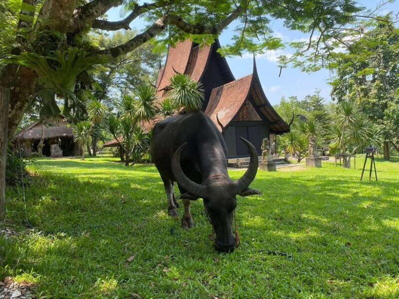 Chiang Rai: 7-Stop Tour with English Guide & Thai Buffet - Who Will Love This Tour?