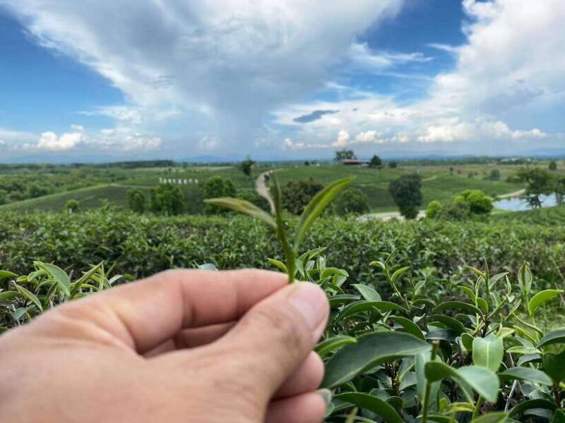 Chiang Rai: 7-Stop Tour with English Guide & Thai Buffet - FAQ